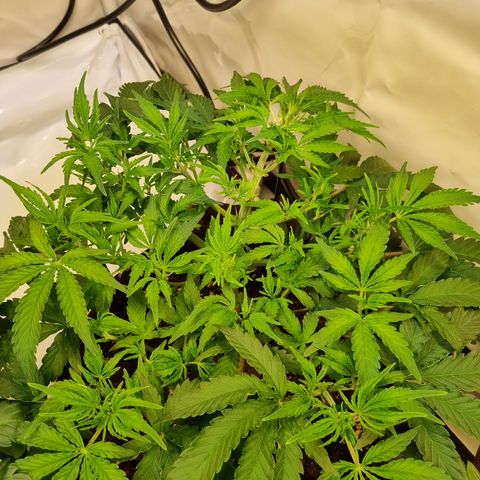 Amnesia Haze Auto Run #1 growlog timeline photo