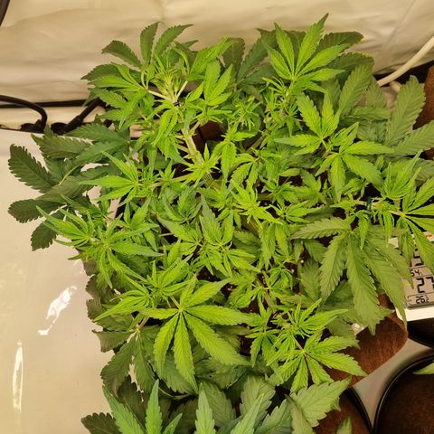 Amnesia Haze Auto Run #1 growlog timeline photo