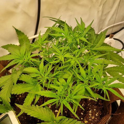 Blue Dream Auto Run #1 growlog timeline photo