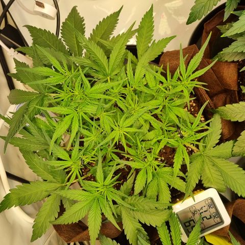 Blue Dream Auto Run #1 growlog timeline photo