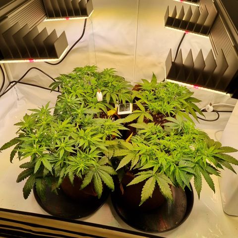 Purple Lemonade Auto Run #1 growlog timeline photo