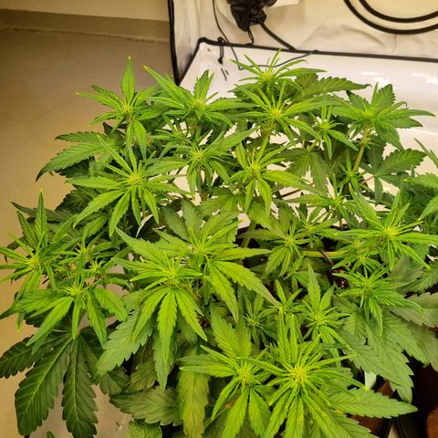 Purple Lemonade Auto Run #1 growlog timeline photo