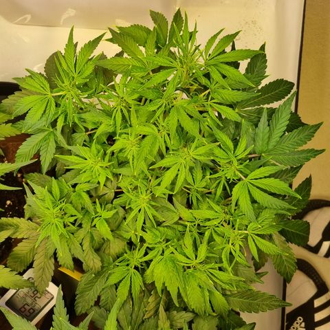 Gorilla Auto Run #1 growlog timeline photo