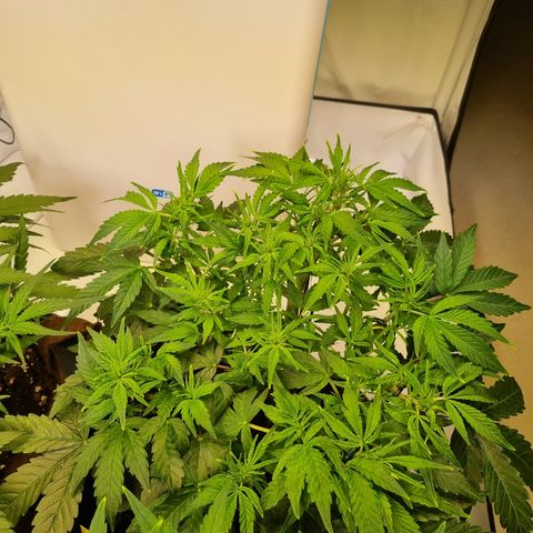 Gorilla Auto Run #1 growlog timeline photo