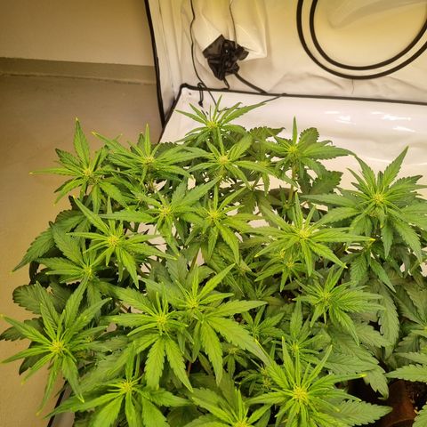 Purple Lemonade Auto Run #1 growlog timeline photo