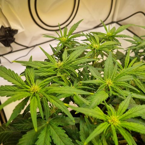 Purple Lemonade Auto Run #1 growlog timeline photo
