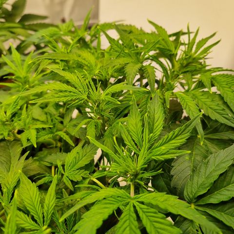Gorilla Auto Run #1 growlog timeline photo