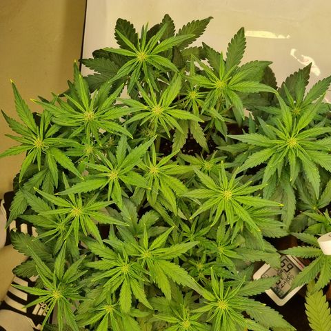 Purple Lemonade Auto Run #1 growlog timeline photo
