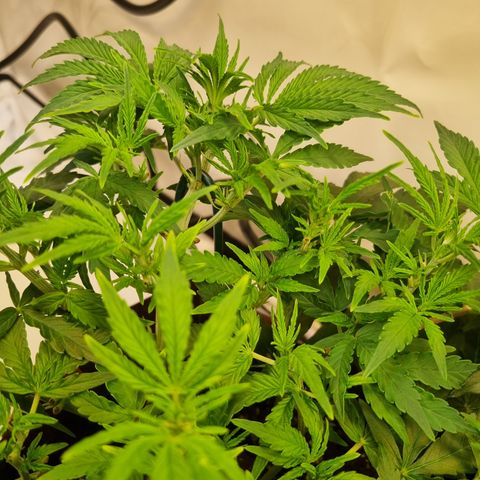 Amnesia Haze Auto Run #1 growlog timeline photo