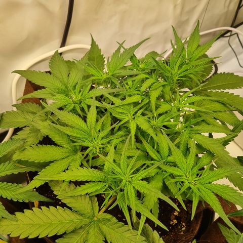 Blue Dream Auto Run #1 growlog timeline photo
