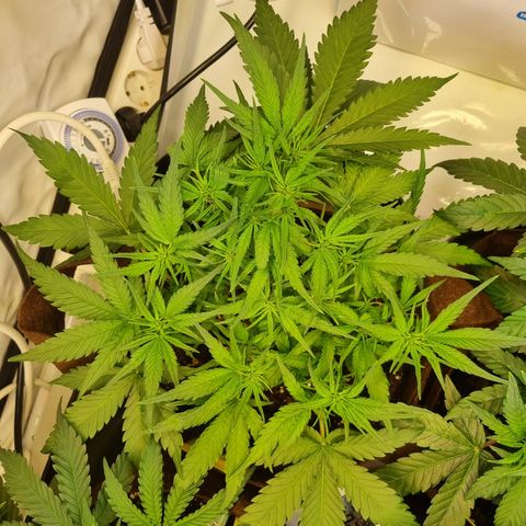 Blue Dream Auto Run #1 growlog timeline photo