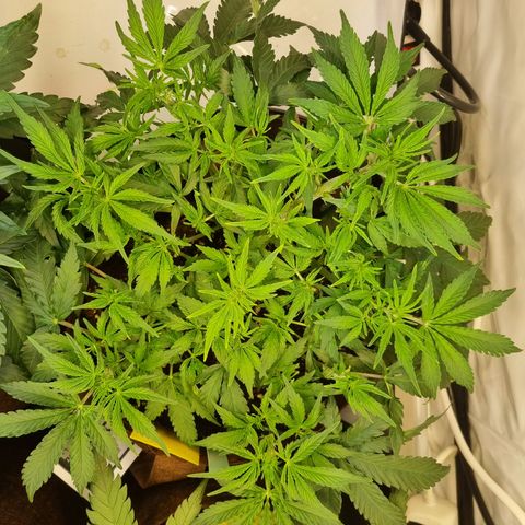 Amnesia Haze Auto Run #1 growlog timeline photo