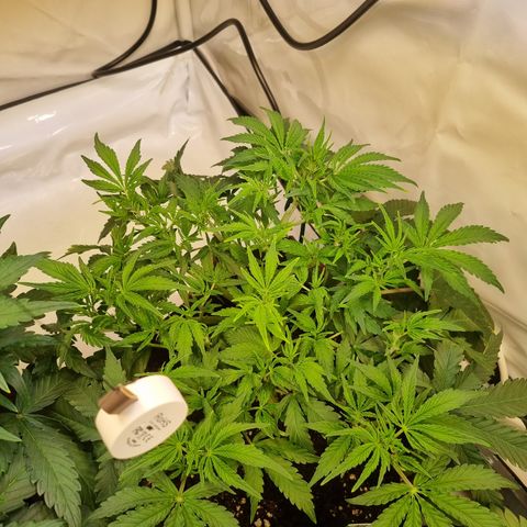 Amnesia Haze Auto Run #1 growlog timeline photo