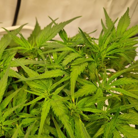 Blue Dream Auto Run #1 growlog timeline photo
