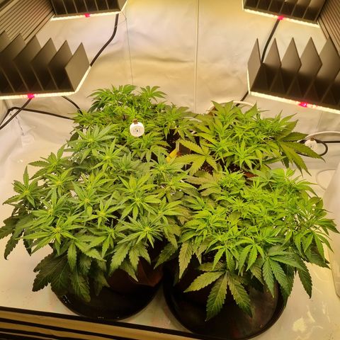 Purple Lemonade Auto Run #1 growlog timeline photo