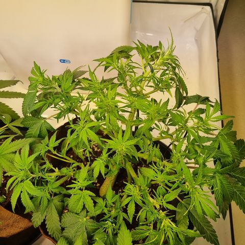 Gorilla Auto Run #1 growlog timeline photo