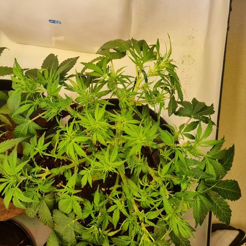Gorilla Auto Run #1 growlog timeline photo
