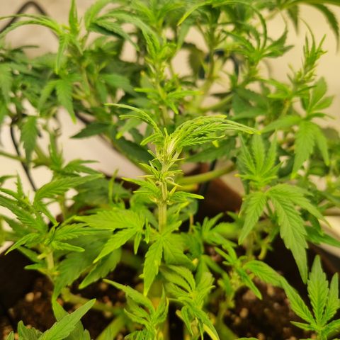 Amnesia Haze Auto Run #1 growlog timeline photo