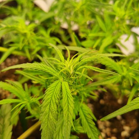 Blue Dream Auto Run #1 growlog timeline photo