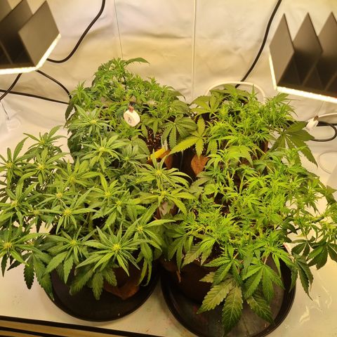 Purple Lemonade Auto Run #1 growlog timeline photo