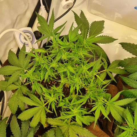 Blue Dream Auto Run #1 growlog timeline photo