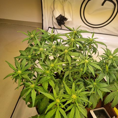 Purple Lemonade Auto Run #1 growlog timeline photo