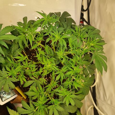 Amnesia Haze Auto Run #1 growlog timeline photo