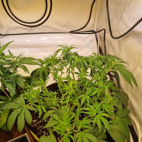Amnesia Haze Auto Run #1 growlog timeline photo