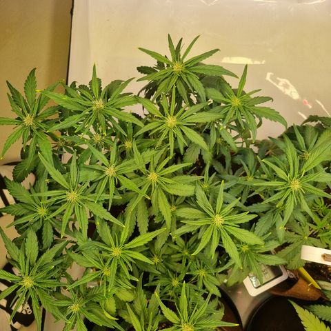 Purple Lemonade Auto Run #1 growlog timeline photo