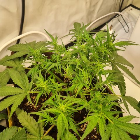 Blue Dream Auto Run #1 growlog timeline photo