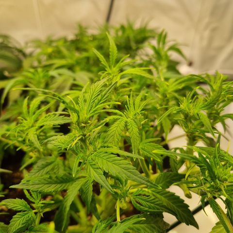 Gorilla Auto Run #1 growlog timeline photo