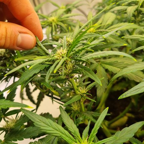 Purple Lemonade Auto Run #1 growlog timeline photo
