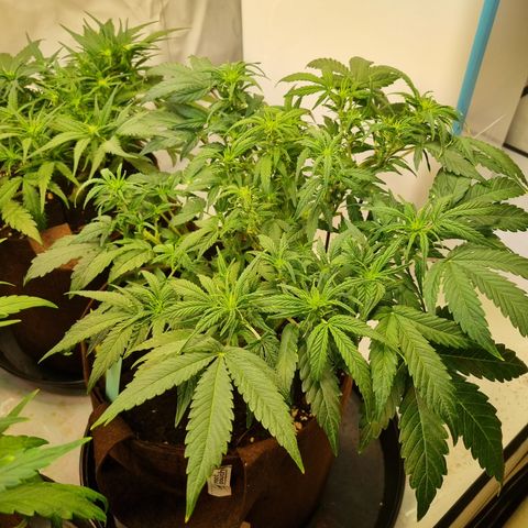 Gorilla Auto Run #1 growlog timeline photo