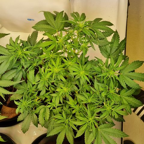 Gorilla Auto Run #1 growlog timeline photo