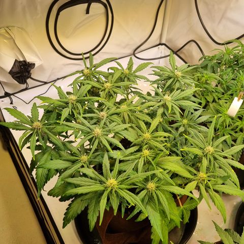 Purple Lemonade Auto Run #1 growlog timeline photo