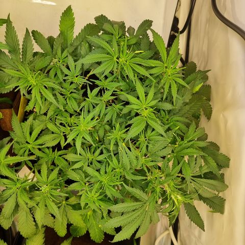 Amnesia Haze Auto Run #1 growlog timeline photo