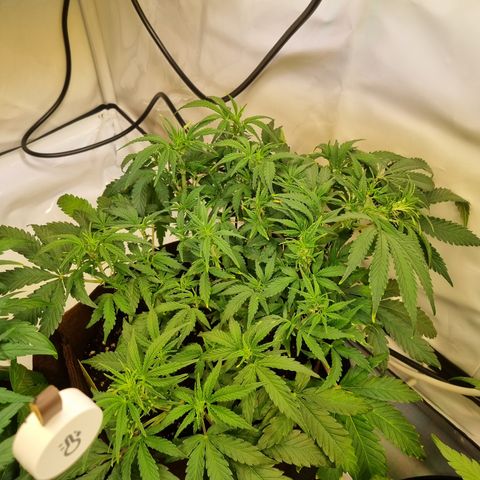 Amnesia Haze Auto Run #1 growlog timeline photo