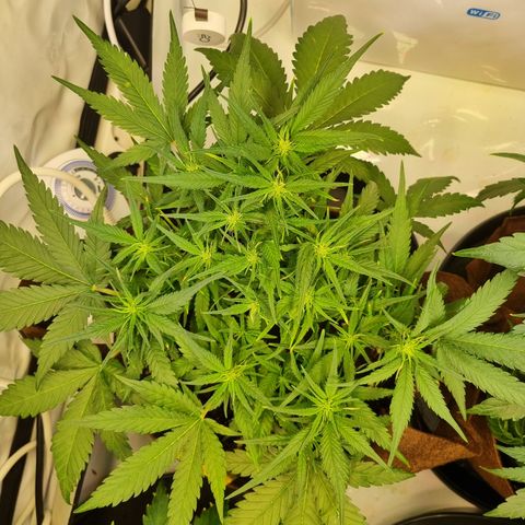 Blue Dream Auto Run #1 growlog timeline photo
