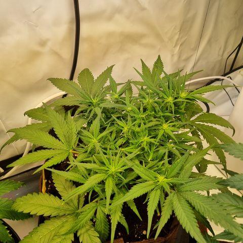 Blue Dream Auto Run #1 growlog timeline photo