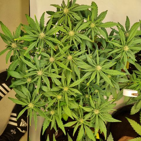 Purple Lemonade Auto Run #1 growlog timeline photo