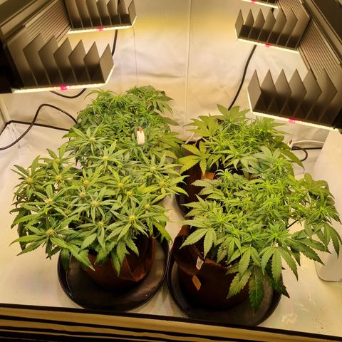 Purple Lemonade Auto Run #1 growlog timeline photo