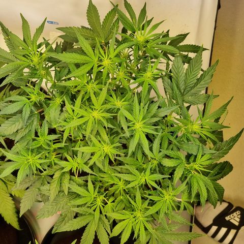 Gorilla Auto Run #1 growlog timeline photo
