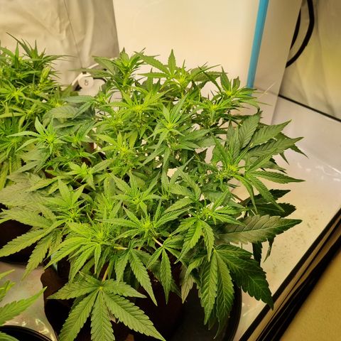 Gorilla Auto Run #1 growlog timeline photo