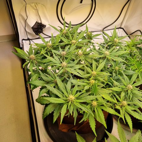 Purple Lemonade Auto Run #1 growlog timeline photo