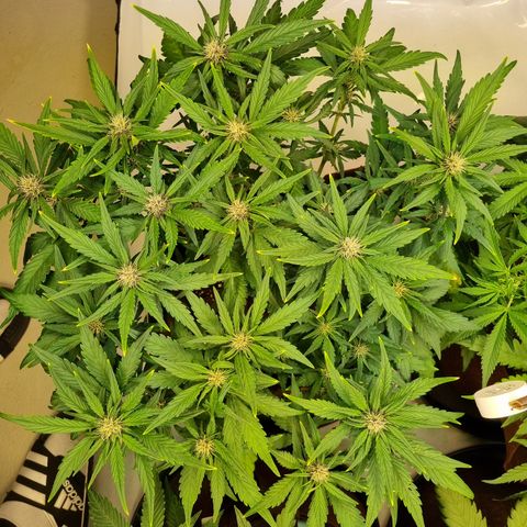 Purple Lemonade Auto Run #1 growlog timeline photo