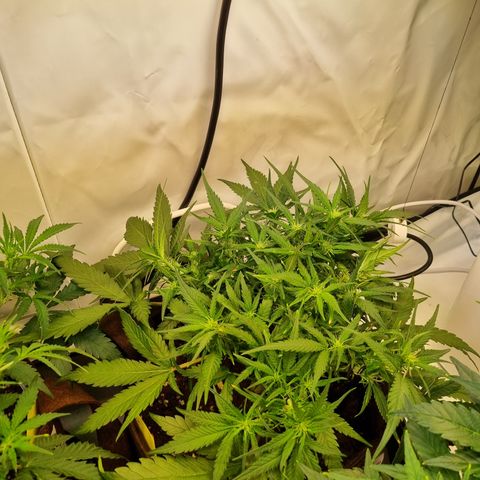 Blue Dream Auto Run #1 growlog timeline photo