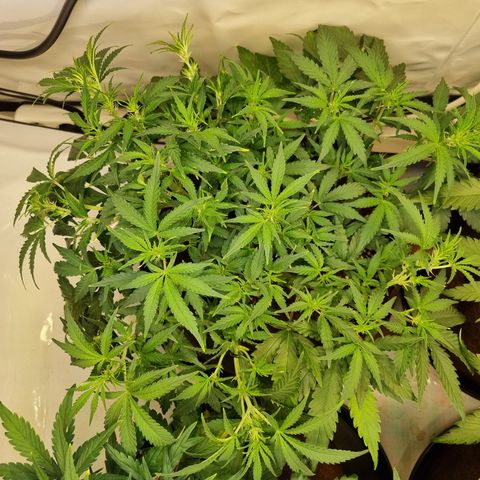 Amnesia Haze Auto Run #1 growlog timeline photo