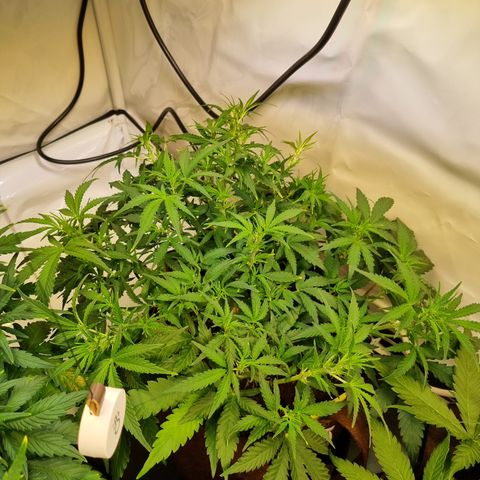 Amnesia Haze Auto Run #1 growlog timeline photo
