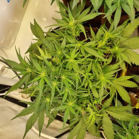 Blue Dream Auto Run #1 growlog timeline photo