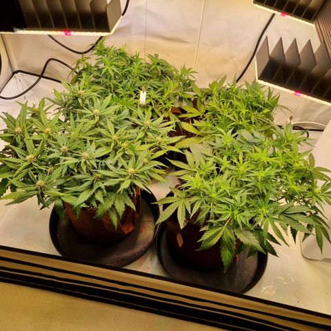 Purple Lemonade Auto Run #1 growlog timeline photo